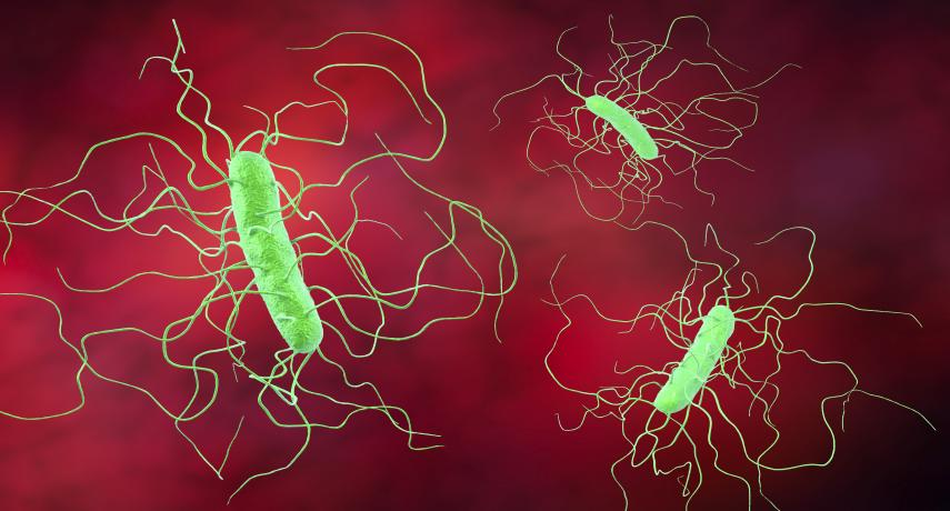 The Ravaging of Hospitals by Difficult Spore Bacteria: How to Prevent and Treat?